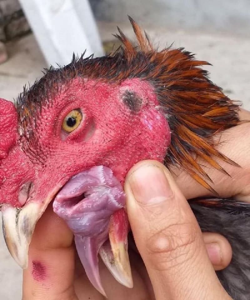 Bệnh nấm họng ở gà chọi là do một loài nấm mang tên Candida Albicans gây ra