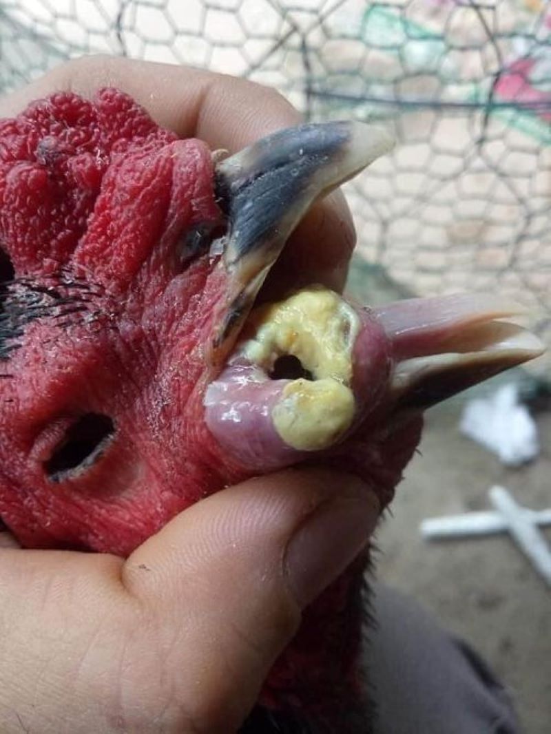 Hoặc cũng có thể dùng các liều thuốc Tây y