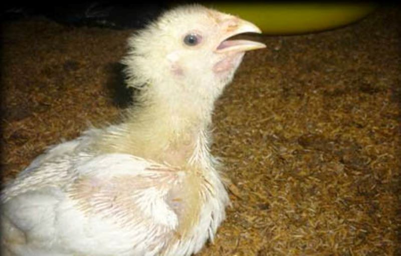 Quan sát các triệu chứng để kịp thời phát hiện bệnh ORT ở gà