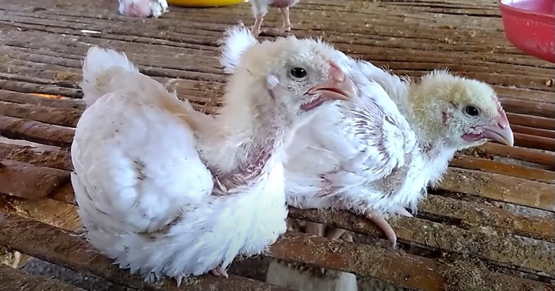 Cách chữa gà bị phù hiệu quả và tiết kiệm nhất