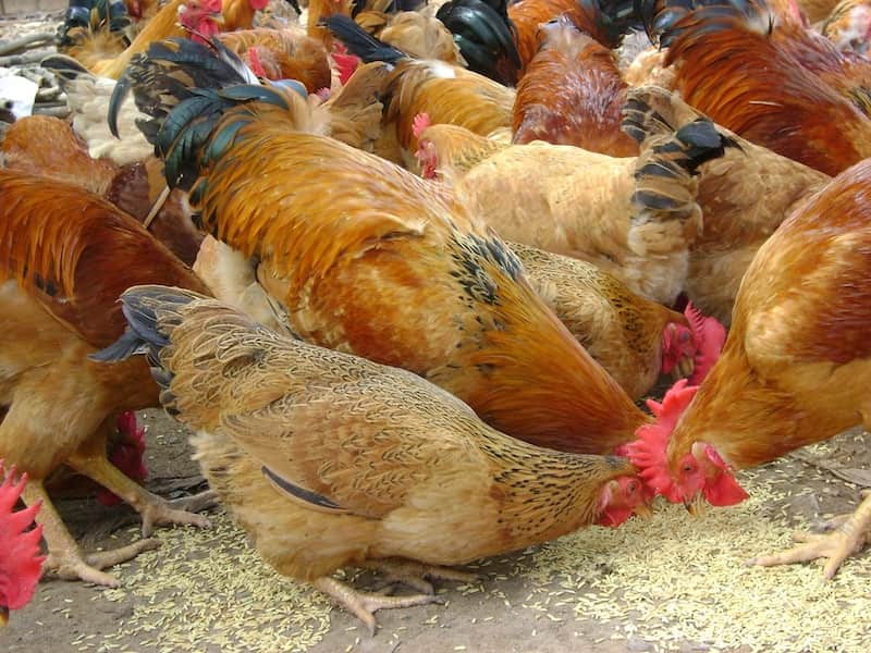 Cách chữa gà không chịu ăn