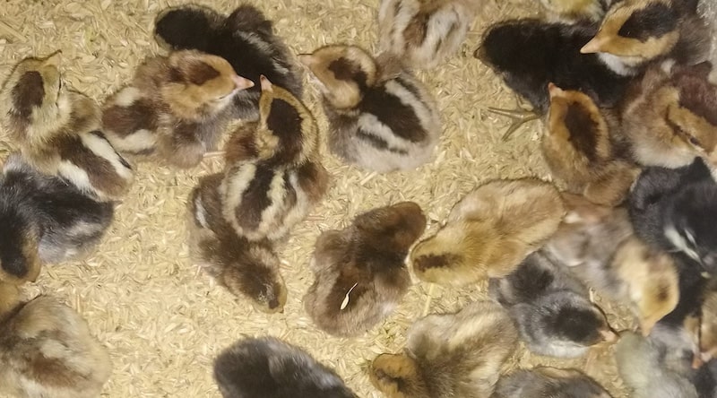 Một số cách chữa gà không chịu ăn mà người nuôi nên biết