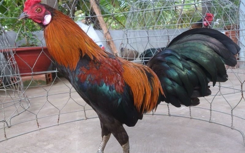 Một số lưu ý khi lai tạo gà để đem lại những đời gà con chất lượng nhất