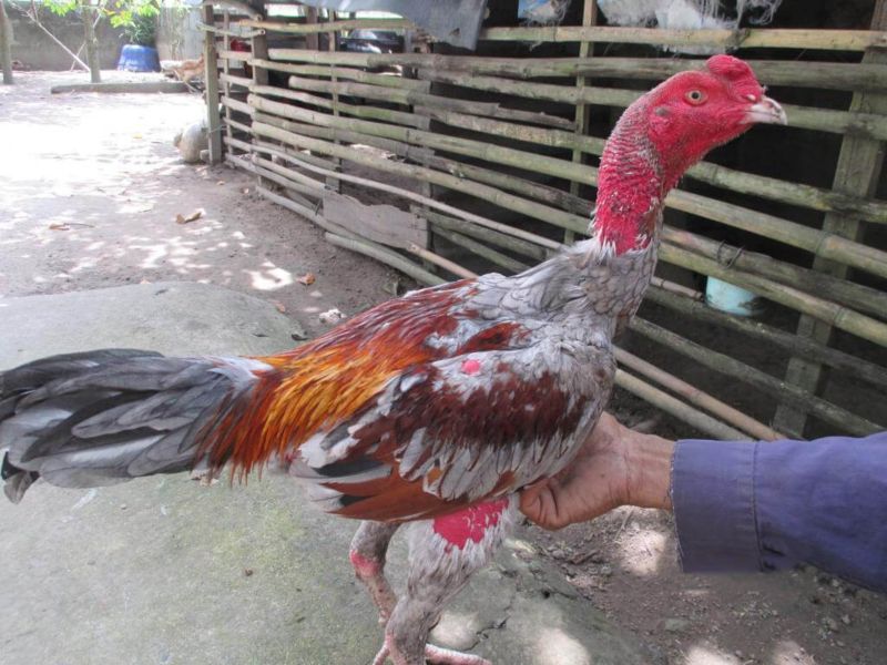 Mỗi giai đoạn khác nhau, gà đá sẽ cần xây dựng chế độ dinh dưỡng khác nhau