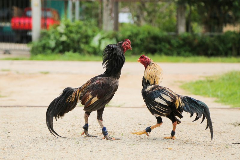 Giúp gà phòng chống được bệnh dịch là một trong những cách nuôi gà đá bo lớn quan trọng