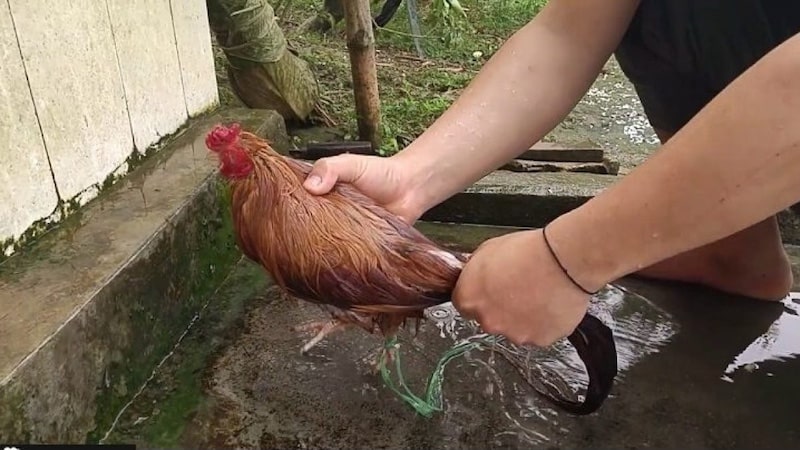 Cách tắm cho gà chọi nhanh chóng và hiệu quả