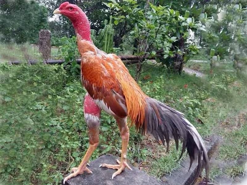 Tắm cho gà đem lại rất nhiều lợi ít