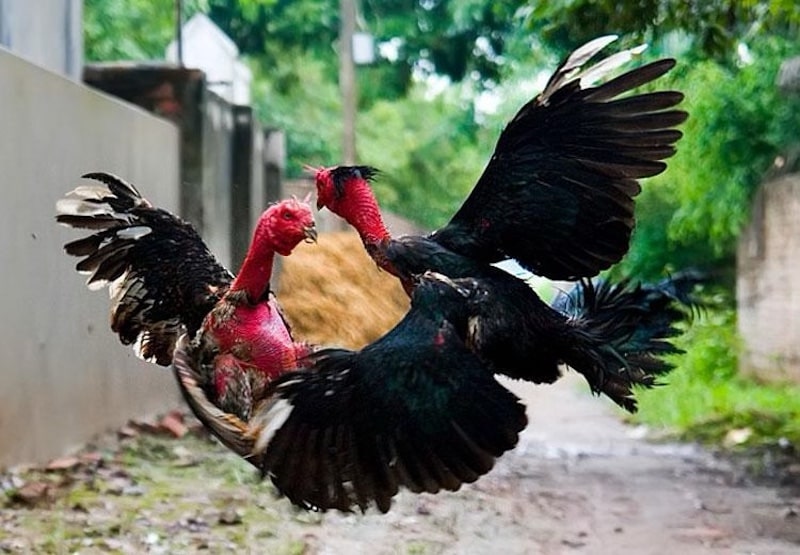 Những lưu ý khi tắm cho gà chọi