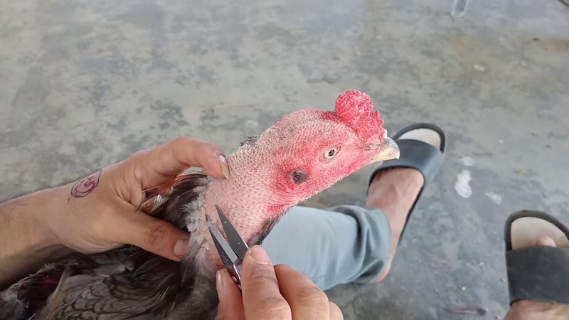 Cách tỉa lông gà chọi hiệu quả và phù hợp nhất với chiến kê của bạn