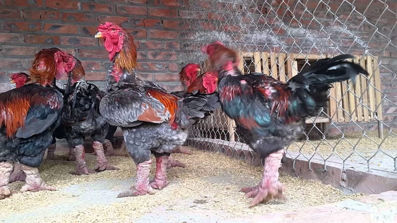 Các yếu tố quan trọng khi chọn gà đông tảo giống Các yếu tố quan trọng khi chọn gà đông tảo giống