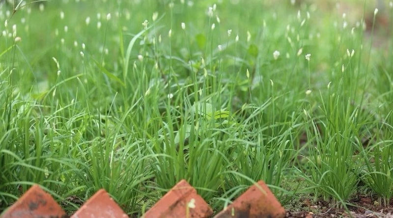 Chữa bệnh cho gà bằng thuốc nam hiệu quả và tiết kiệm