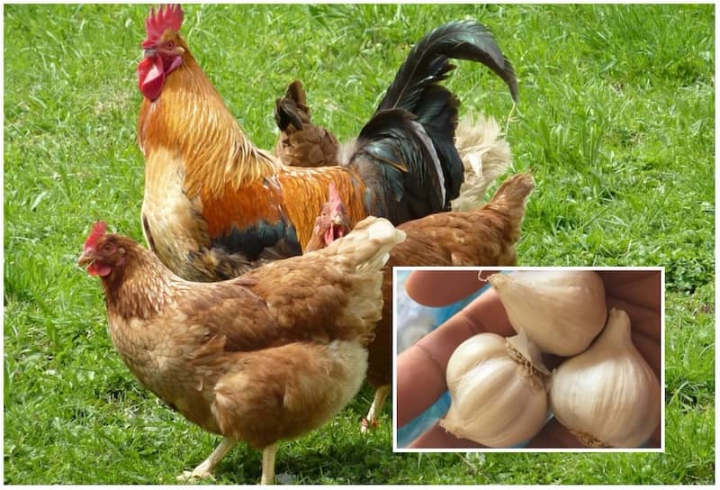 Một số bệnh thông thường ở gà được chữa bằng thuốc nam