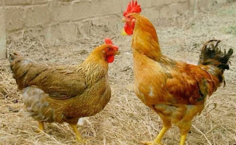 Một số lưu ý khi chữa bệnh cho gà bằng thuốc nam