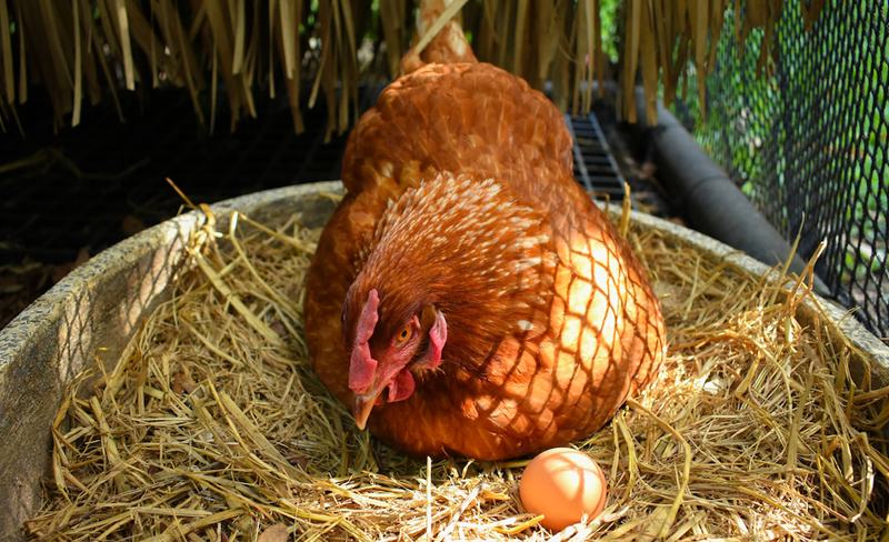 Khi mắc hội chứng giảm đẻ, gà không gặp các vấn đề liên quan đến sức khỏe