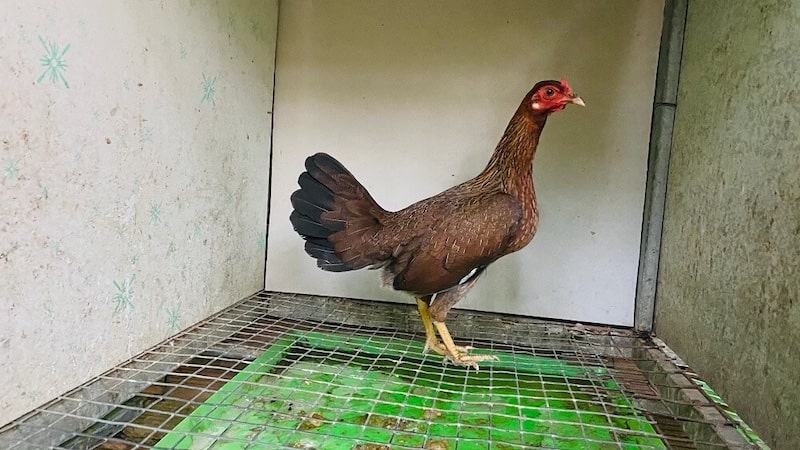Chọn gà giống mái như thế nào?
