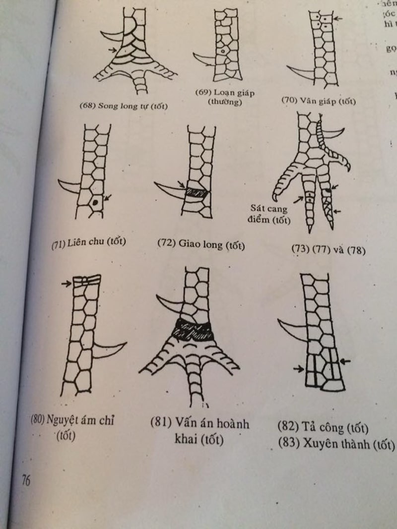 Vị trí vảy gà nói lên tính cách của chiến kê