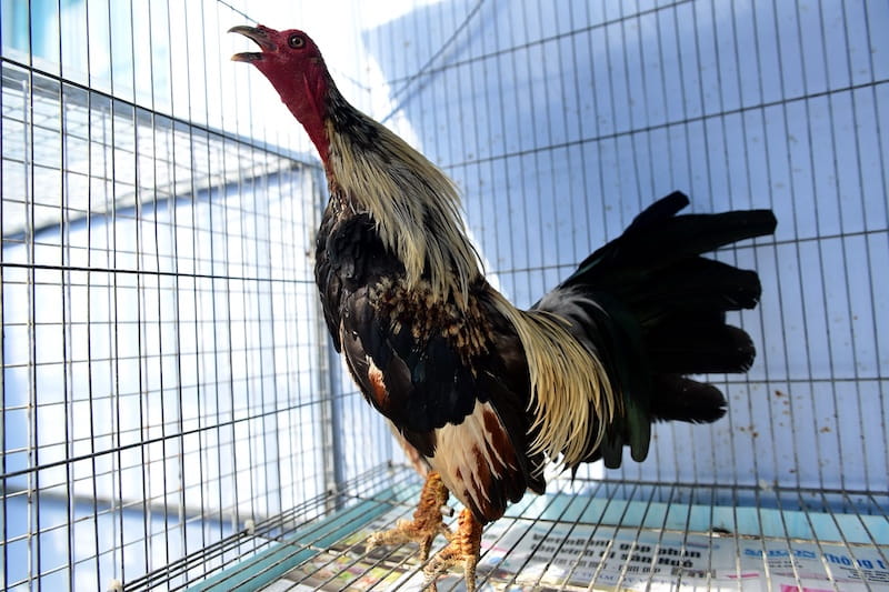 Những chú ý khi đọc hướng dẫn xem vảy gà