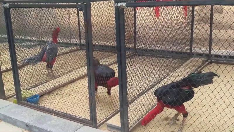 Một trong những kỹ thuật nuôi gà chọi quan trọng đó là làm chuồng