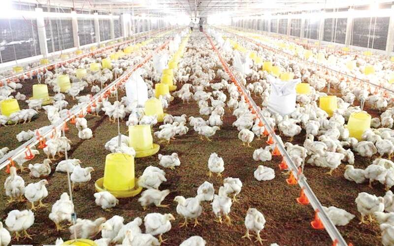 Hình thức chăn nuôi gà nhốt chuồng giúp đàn gà phát triển, tăng trưởng đồng đều hơn