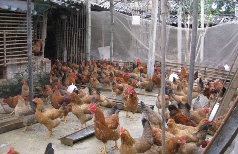 Hướng dẫn kỹ thuật nuôi gà nhốt chuồng để bà con có thể sở hữu được đàn gà khỏe mạnh