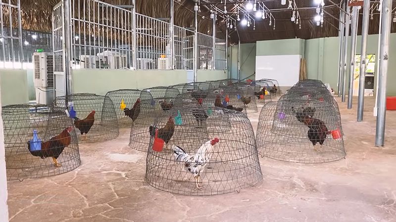 Nhiều sư kê nuôi gà chọi trong bội úp để giúp gà tăng sức dẻo dai, tăng khả năng chịu đòn