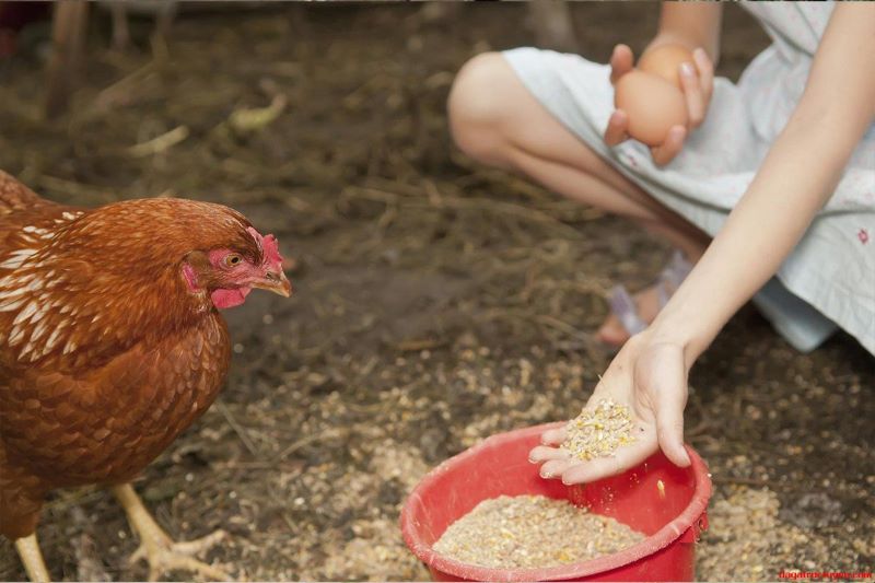 Ngũ cốc là một loại thực phẩm chứa đầy đủ chất dinh dưỡng cho gà đá