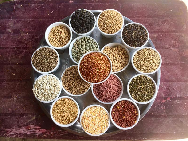 Ghi nhớ những điều quan trọng khi trộn ngũ cốc cho gà đá