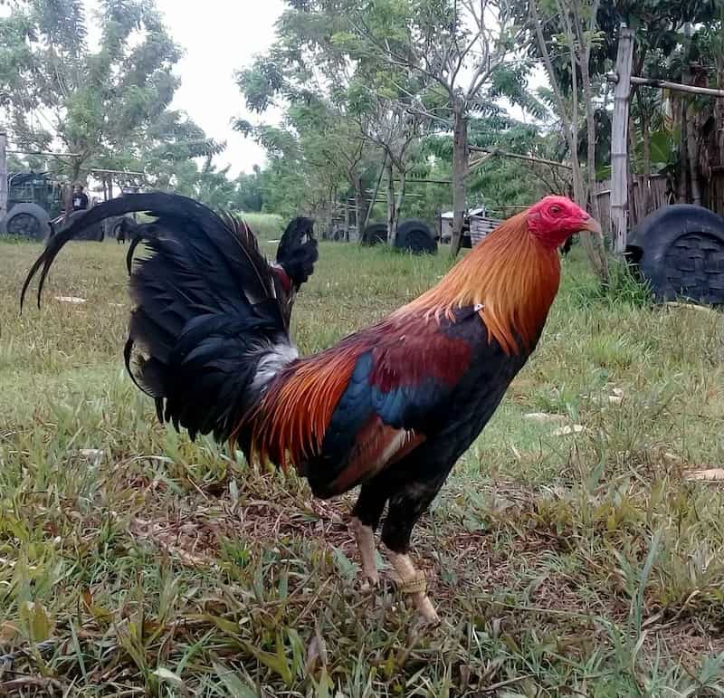Top 5 thuốc tăng lực cho gà chọi thịnh hành hiện nay